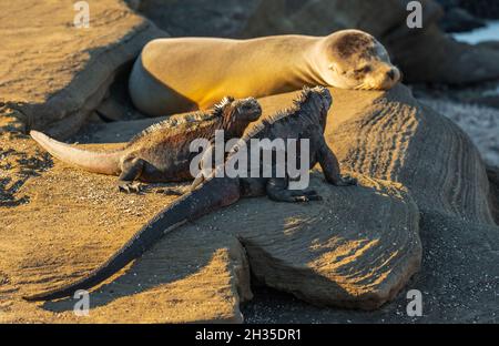 Galapagos Marine-Leguan (Amblyrhynchus cristatus) und schlafender Galapagos-Seelöwe (Zalophus Wollebaeki) bei Sonnenuntergang, Galapagos-Nationalpark, Ecuador. Stockfoto