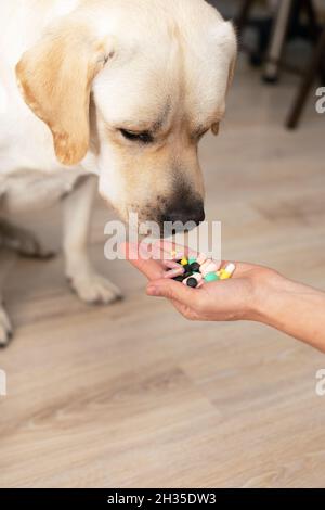 Der Mann hält dem erwachsenen Labrador-Hund eine Handvoll mehrfarbiger Pillen in der Handfläche. Veterinär- und Tiergesundheitskonzept Stockfoto