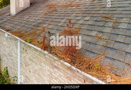 Rinne zu Hause voller Blätter, Kiefernstroh und Trümmer. Stockfoto