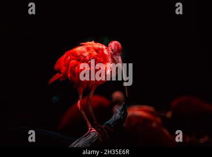 Scharlachrote Ibis oder rote Ibis steht auf einem holzgetrümmten, dunklen Hintergrund einiger scharlachrote Ibis oder rote Ibis, lebendige Farbe des Vogels. Stockfoto