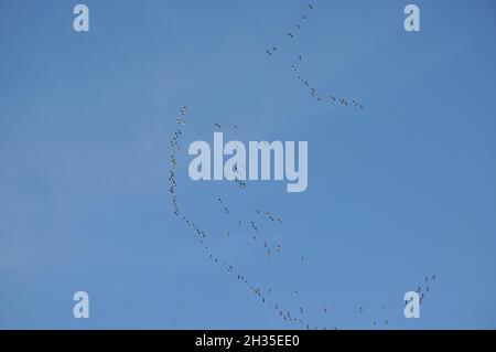 Kopenhagen /Dänemark / 25. Oktober 2021 / Kanadische Gans fliegen über die dänische Hauptstadt Kopenhagen Dänemark (Foto. FRRcis Joseph Dean/Dean Pictures) Stockfoto