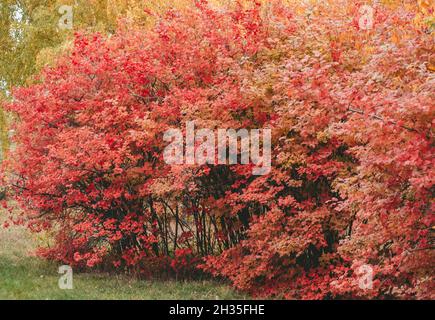 Laub von japanisches Efeu im Herbst. Rote Blätter Hintergrund. Helles Laub im Herbst Stockfoto