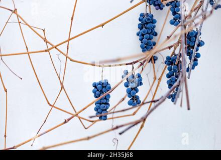 Im Winter oder Spätherbst schneebedeckte blaue, gefrorene Trauben. Saisonales Winterkonzept Stockfoto