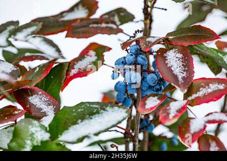 Immergrüner Strauch Mahonia aquifolium (Oregon-Traube oder Oregon-Traube), blaue Früchte und grüne und rote Blätter im Winter von Schnee bedeckt Stockfoto