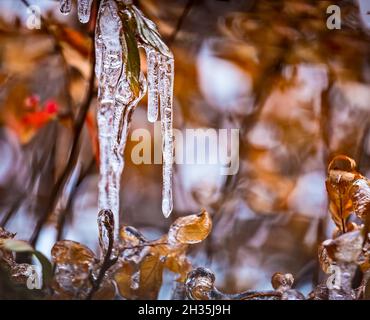 Durch Eis glasierte Äste. Transparente, schöne Eiszapfen an den Ästen eines Baumes oder Strauches mit gelben Blättern im Spätherbst nach eisigen Regenfällen. Natur Stockfoto