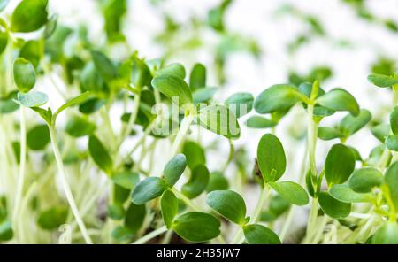 Nahaufnahme von Koriander, Rettich oder Senf-Mikrogrüns. Wachsende mikrogrüne Sprossen aus der Nähe. Keimung der Samen zu Hause. Vegan und gesund essen Stockfoto