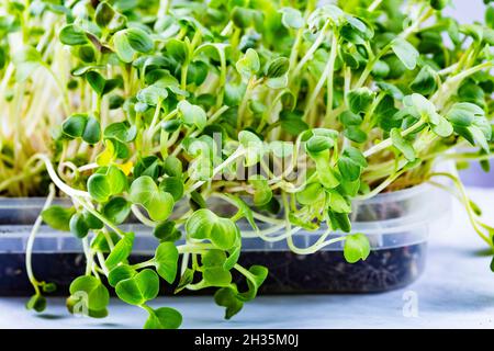 Nahaufnahme von Koriander, Rettich oder Senf-Mikrogrüns. Wachsende mikrogrüne Sprossen aus der Nähe. Keimung der Samen zu Hause. Vegan und gesund essen Stockfoto