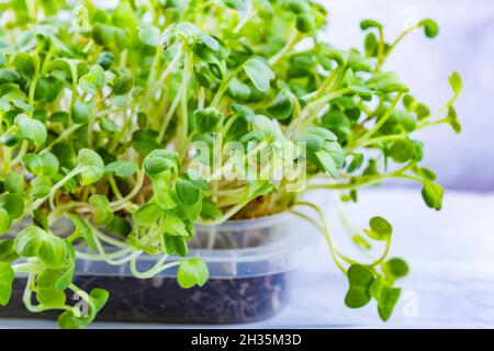 Nahaufnahme von Koriander, Rettich oder Senf-Mikrogrüns. Wachsende mikrogrüne Sprossen aus der Nähe. Keimung der Samen zu Hause. Vegan und gesund essen Stockfoto