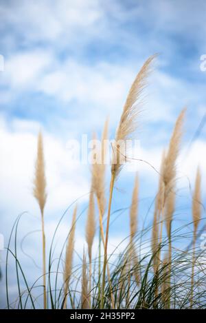 Pampas grasen gegen den blauen Himmel. Getrocknete Blüten. Herbstkräuter. Stockfoto