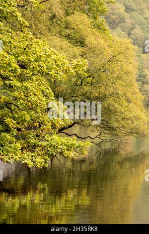 Reflexionen, die an einem frühen Herbsttag in Llyn Dinas, Gwynedd Snowdonia Wales, Großbritannien, festgehalten wurden Stockfoto