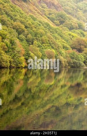 Reflexionen, die an einem frühen Herbsttag in Llyn Dinas, Gwynedd Snowdonia Wales, Großbritannien, festgehalten wurden Stockfoto