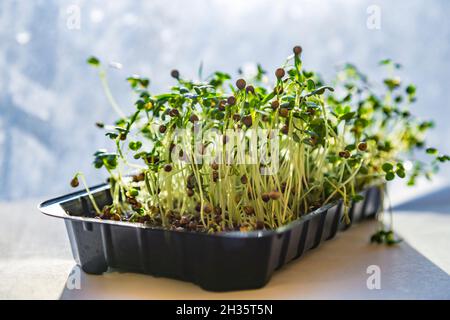 Nahaufnahme von Koriander, Rettich oder Senf-Mikrogrüns. Wachsende mikrogrüne Sprossen aus der Nähe. Keimung der Samen zu Hause. Vegan und gesund essen Stockfoto