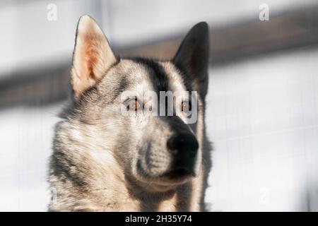 Sibirischer Huskyhund im Käfig. Der Hund sitzt, gelangweilt, wartet, schaut in die Sonne Stockfoto