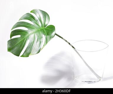 Grünen tropischen Palmen monstera Blatt in transparentem Glas Vase und seinen Schatten auf weißem Hintergrund. Stockfoto