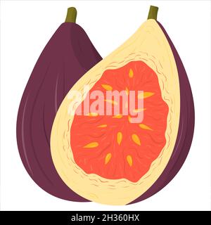 Cartoon-Illustration mit bunten Feigenfrucht. Landwirtschaftlicher Markt. Vektor handgezeichnete Grafik. Einzelne isolierte Kunst Stock Vektor