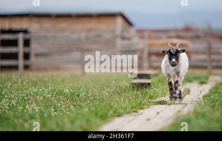 American Pygmy Kamerun Ziege zu Fuß auf dem Boden hölzernen Fußweg, verschwommenes Vieh Holz Unterstände Hintergrund. Stockfoto