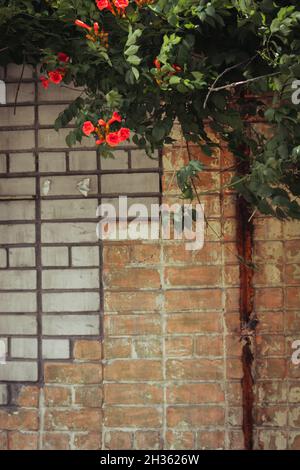 Eine Wand aus roten und weißen Ziegeln, überwuchert mit einem Busch roter Kampsis. Stockfoto