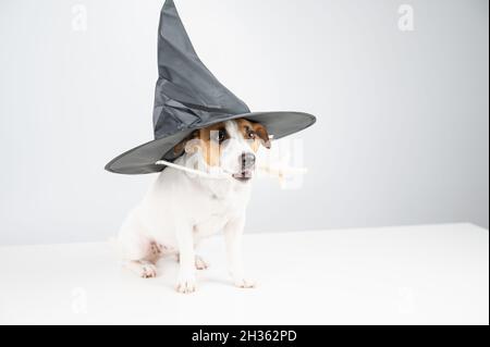 Jack russell Terrier Hund in Hexenhut mit Hähnchenpfote zum Gießen von Zaubersprüchen auf weißem Hintergrund. Stockfoto