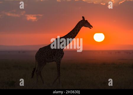 Masai Giraffe (Giraffa camelopardalis tippelskirchi), teilweise von der Sonne bei Sonnenaufgang, Maasai Mara, Kenia, silhouettiert Stockfoto