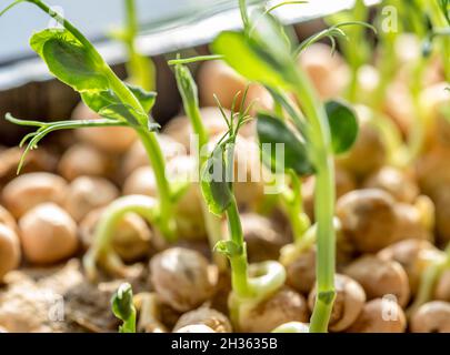 Nahaufnahme von Erbsen sprießen Mikrogrüns. Wachsende mikrogrüne Sprossen aus der Nähe. Keimung der Samen zu Hause am Fenster. Vegan und gesund essen Co Stockfoto