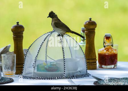 Gewöhnlicher oder dunkelkappiger Bulbul (Pycnonotus barbatus), der auf der Suche nach Nahrung auf einem Esstisch ist, Masai Mara, Kenia Stockfoto