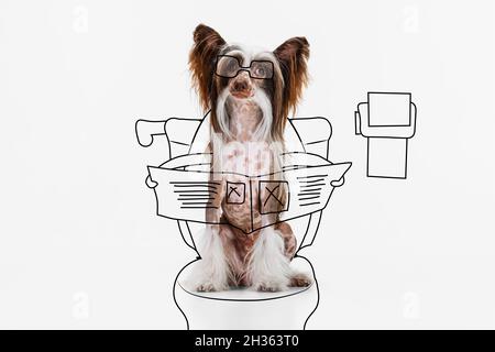 Zeitgenössische Kunstwerke. Ein süßer Hund, Chinese Crested sitzen und Zeitung lesen isoliert auf weißem Studio Hintergrund. Stockfoto