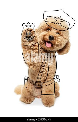 Zeitgenössische Kunstwerke. Ein netter Hund, Maltipoo sitzt und hebt Pfote isoliert auf weißem Studiohintergrund mit Zeichnungen. Stockfoto