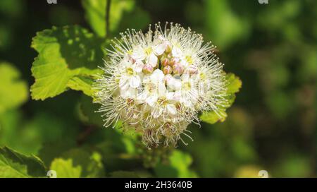 Blühender Strauch von weißen Blüten im Abendlicht. Spirea Tapete. Spiraea ist ein Sträucher der Familie Rosaceae. Stockfoto