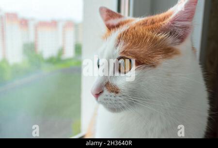 Ginger CAT schaut aus dem Fenster auf die Straße Stockfoto