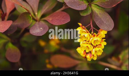 Berberisblüte die Berberisblüte ist ein gelber Berberbeerstrauch, der im Garten blüht. Berberis Blume und rote Blätter aus nächster Nähe Stockfoto