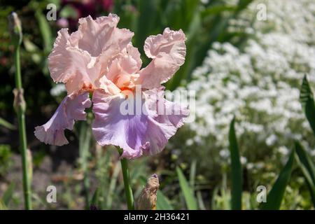 Große rosa japanische Iris in der Sommerhitze Stockfoto
