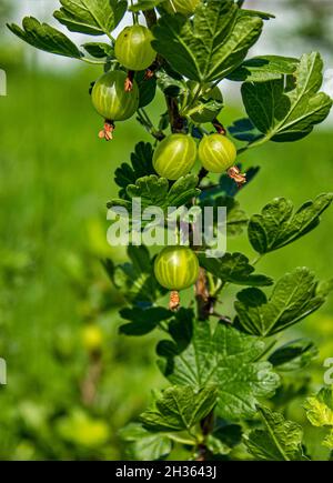 Grüne Stachelbeeren. Anbau von Bio-Beeren Nahaufnahme auf Einem Zweig von Stachelbeere Bush. Reife Stachelbeere Im Obstgarten. Stockfoto