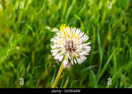 Die Samen des Dandelions nach dem Regen auf frischem grünem Hintergrund Stockfoto