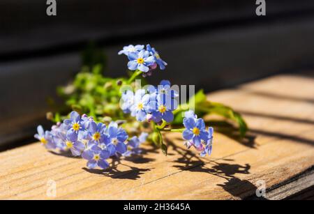 Blaue Vergissmeinnicht, kleine Blumen auf Holzhintergrund Stockfoto