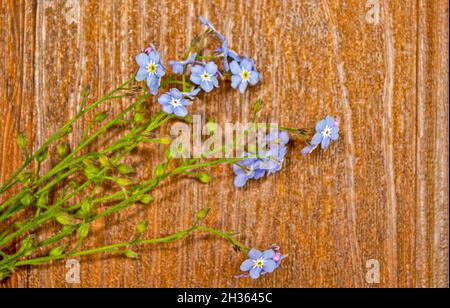 Vergessenot Blumen in Herzform auf einem hölzernen Hintergrund Stockfoto