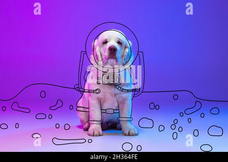 Zeitgenössische Kunstwerke. Ein süßer großer Hund sitzt und schaut auf Kamera isoliert auf neonrosa blauen Studio-Hintergrund mit Zeichnungen. Stockfoto