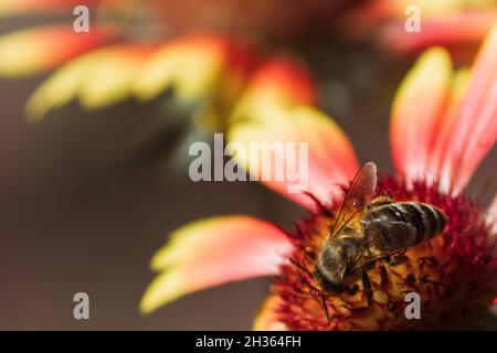 Eine kleine Biene sammelt Pollen, während sie an einem warmen Tag auf einer Echinacea-Blüte sitzt. Stockfoto