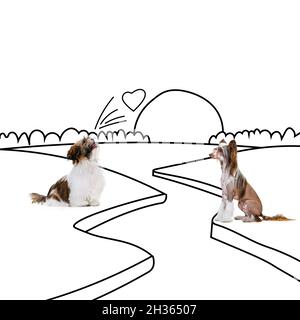 Zeitgenössische Kunstwerke. Zwei schöne Hunde sitzen einander gegenüber isoliert auf weißem Studiohintergrund. Stockfoto