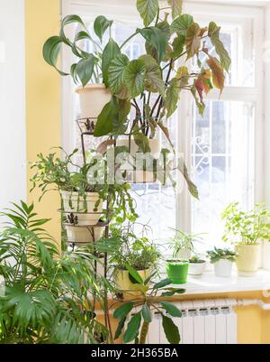 Verschiedene grüne Topfpflanzen stehen an sonnigen Wintertagen zu Hause in der Nähe des Fensters und auf der Fensterbank. Trendige Gartenarbeit. Gemütlich und nachhaltig Stockfoto