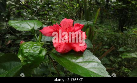 Nahaufnahme einer doppelten roten chinesischen Hibiskusblüte (Hibiscus Rosa sinensis) Stockfoto