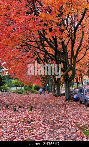 Vancouver Nachbarschaft mit schönen roten Ahornblättern auf den Bäumen und bedeckt den Boden. Herbst in Vancouver, British Columbia, Kanada. Stockfoto