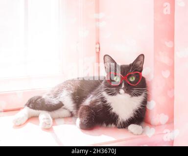 Amüsante schwarz-weiße Katze in roten Gläsern in Herzform liegt auf der sonnenbeleuchteten Fensterbank und schaut in die Kamera. Valentinstag rosa getönte mit Herzen b Stockfoto