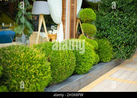 Terrasse. Sträucher in Form von Kugeln auf dem Hintergrund des Fensters. Ein Café. Dekorieren Sie den Hof mit Grünflächen. Stockfoto