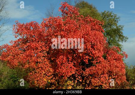 Leuchtend rot orange Blätter des Cotinus Flame Baumes Rauchbaum im Herbst gegen einen blauen Himmel Stockfoto