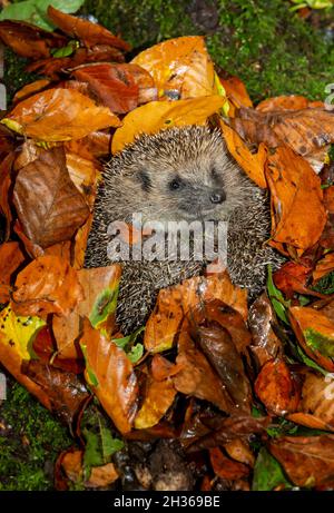 Igel, Wissenschaftlicher Name: Erinaceus Europaeus. Porträt eines wilden, einheimischen, europäischen Igels, der aus dem Winterschlaf aufwacht, umgeben von farbenfrohen AUT Stockfoto