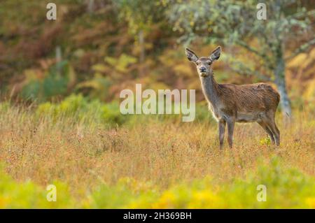 Red Deer Hind, oder weiblich, im Herbst, stand bei regnerischem Wetter vor der Kamera mit bunten Herbstfarben von Gelb und Orange. Glen Strathfarrar, Sc Stockfoto