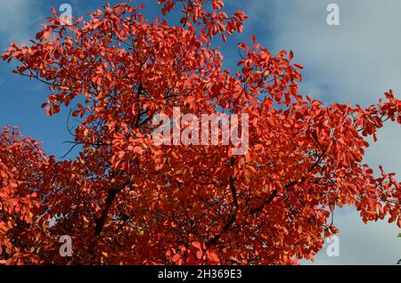 Leuchtend rot orange Blätter des Cotinus Flame Baumes Rauchbaum im Herbst gegen einen blauen Himmel Stockfoto