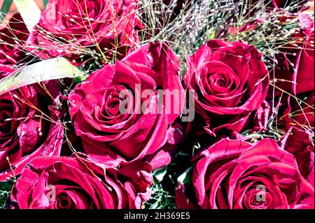 Strauß roter Rosen; Strauß roter Rosen Stockfoto