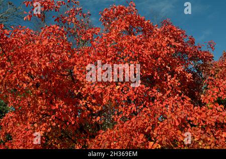 Leuchtend rot orange Blätter des Cotinus Flame Baumes Rauchbaum im Herbst gegen einen blauen Himmel Stockfoto