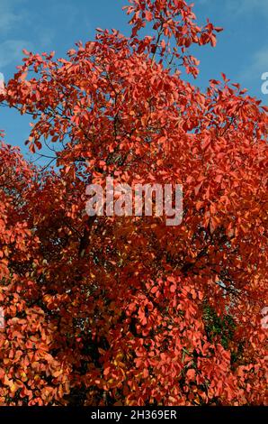 Leuchtend rot orange Blätter des Cotinus Flame Baumes Rauchbaum im Herbst gegen einen blauen Himmel Stockfoto